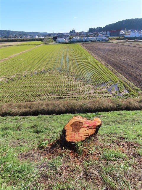 ただいま道路拡張工事進行中！ さくら市喜連川「早乙女の桜並木