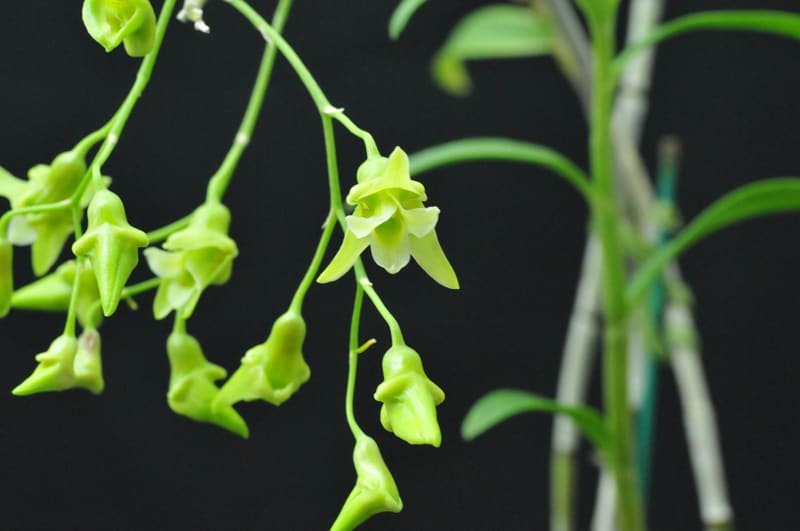キバナノセッコク 素心花 「深芳野」 開花中 富貴蘭 長生蘭