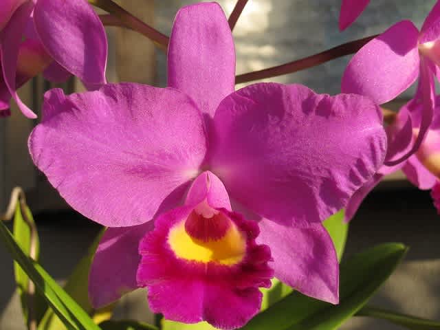 多花性 Ctt（旧C）. Fabingiana 'Mikage' AM/JOS - 蘭すきです