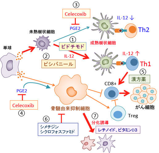 450)抗腫瘍免疫の増強法(その6):Pidotimod(ピドチモド)と 450)抗腫瘍免疫の増強法(その6):Pidotimod(ピドチモド)と