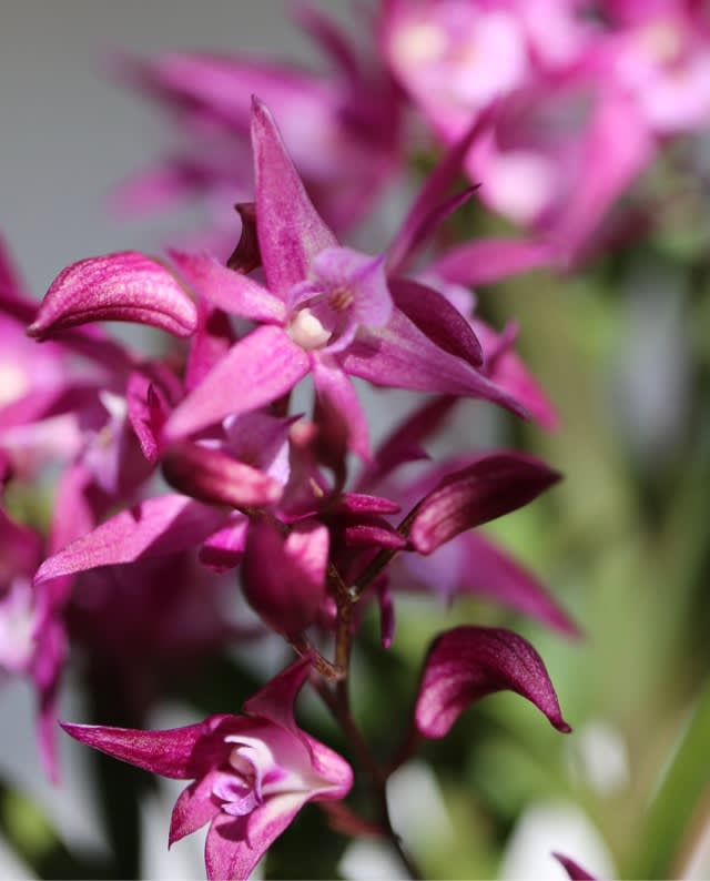 植物 オーキッドデュー621が仲間に加わりました - kazuhi49の写真館