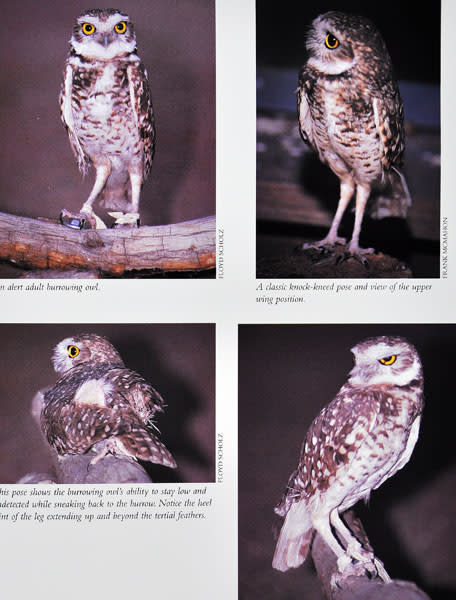 アナホリフクロウ BURROWING OWL - 清水正廣の アナホリフクロウ BURROWING OWL - 清水正廣の