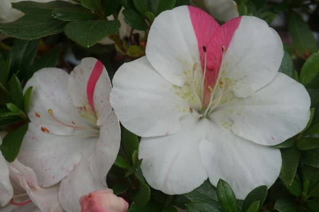 三晃の月(5) - 皐月の花・専科