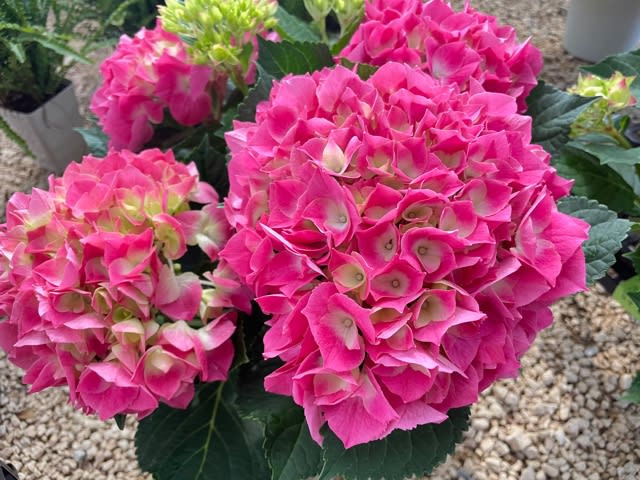 ピンクムーン 2 花の店 幸和ガーデン ピンクムーン 2 花の店 幸和ガーデン