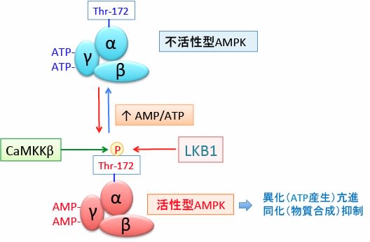 人気TOP 637）クエン酸とアセチルCoAを増やすがん治療：メトホルミン＋ テレビ