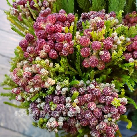 ワイルドフラワー 大阪府四條畷市のお花屋 花雑貨からんどりえ のブログ ワイルドフラワー 大阪府四條畷市のお花屋 花雑貨からんどりえ のブログ