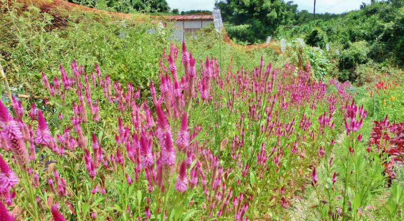 お花畑の上を鶴が舞っているプルモサムとケイトウのお正月しめ縄 お花畑の上を鶴が舞っているプルモサムとケイトウのお正月しめ縄