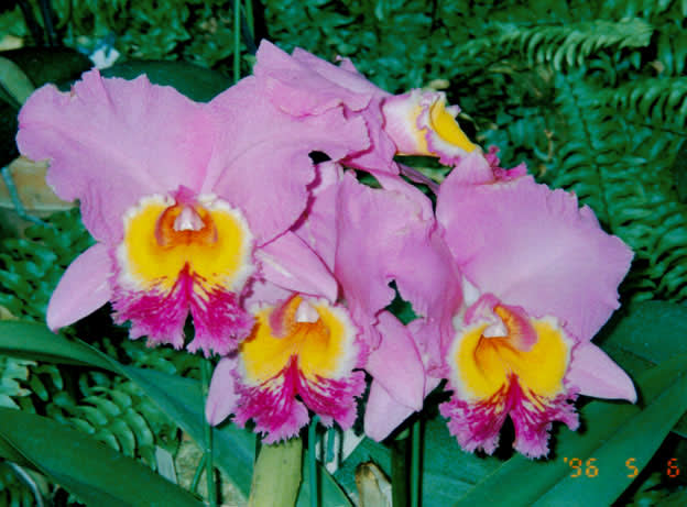 C. Califlora'Z-1030' - カトログ !! ~ カトレヤ交配種のブログ C. Califlora'Z-1030' - カトログ !! ~ カトレヤ交配種のブログ