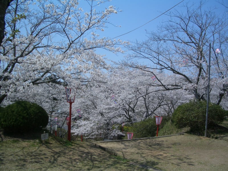 小見川 城山公園の桜 見ごろです 小見川 高橋つり具 ブログ