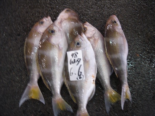 奄美の魚市場に潜入３ 奄美ロングステイ