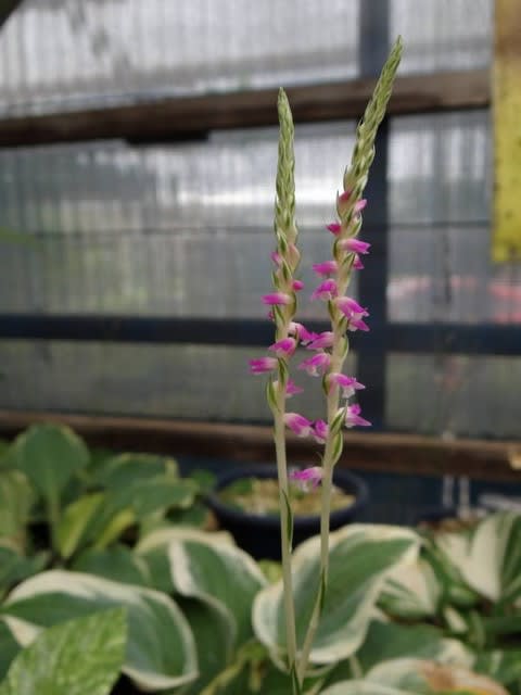 山野草 斑入り 植物 小町蘭 ネジバナ 春蘭 錦蘭 カンアオイ ネジバナ 全葉散り斑AAA