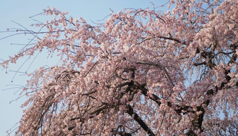 嵐山、嵯峨野、佐野藤右衛門の桜 - 京都で定年後生活