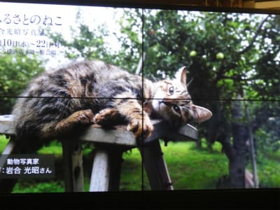 ふるさとのねこ 岩合光昭写真展 横浜そごう うさぎ学園 多趣味部