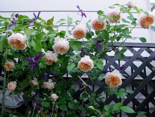 春の開花2018 5月25日～6月1日 - 春夏秋冬お散歩日記