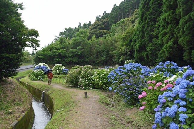 洗川アジサイ園 今が見頃 21 05 25 鹿児島 花浄土鹿児島 洗川アジサイ園 今が見頃 21 05 25 鹿児島 花浄土鹿児島