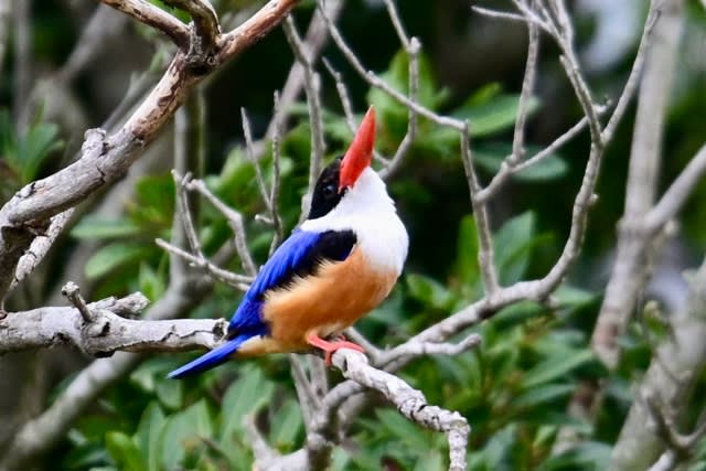 ヤマショウビンに出会う‼️ 2025.5.5 撮影 - キヨの野鳥記録