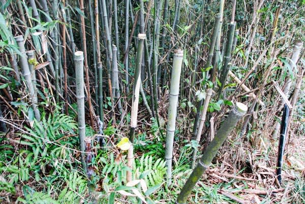 竹を枯らすなら １m切り 菜園 穏風 無農薬 無化学肥料 不耕起栽培で野菜作りに挑戦