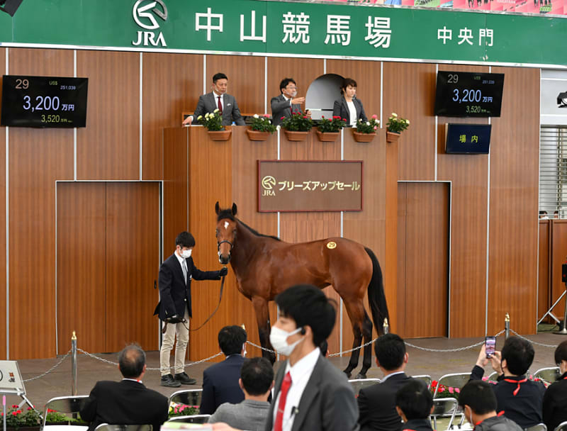 JRA日本中央競馬会購買馬(セレクションセール)が日高育成牧場に JRA日本中央競馬会購買馬(セレクションセール)が日高育成牧場に