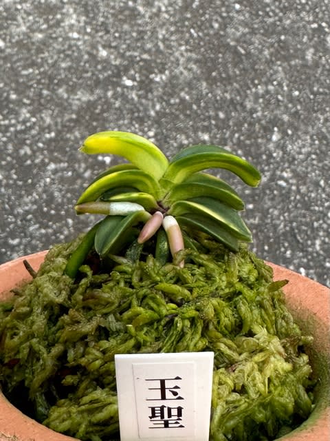 富貴蘭 黄玉聖の縞
