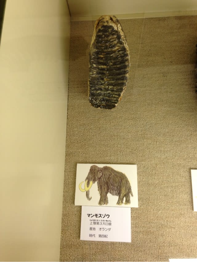 ゾウの歯 - たかくら歯科・矯正歯科クリニック