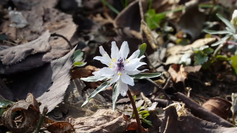 変わり咲きの節分草を探して星野へ - 花の詩山の詩 変わり咲きの節分草を探して星野へ - 花の詩山の詩