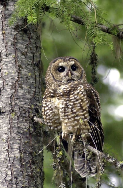 ニシアメリカフクロウ Spotted Owl - 清水正廣のバード ニシアメリカフクロウ Spotted Owl - 清水正廣のバード