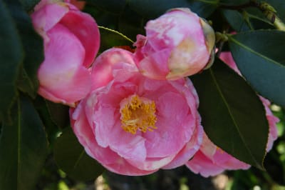 やはり、椿は春の花木 - 熟年の文化徒然雑記帳