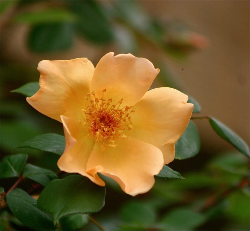 一重咲きの薔薇たち - 語りかける花たち