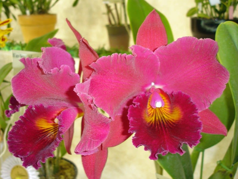 ○Rlc. Volcano Fire'Pacific Red' - カトログ !! ～ カトレヤ交配種のブログ (Hybrid Cattleya's  Database) ～