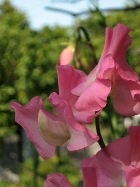 無料ダウンロードジャコウ エンドウ 最高の花の画像 無料ダウンロードジャコウ エンドウ 最高の花の画像