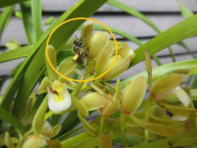 キンリョウヘン③　金陵辺　白花　日本蜜蜂