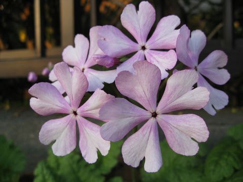 品種名不明の桜草 - 草花好きのひとりごと