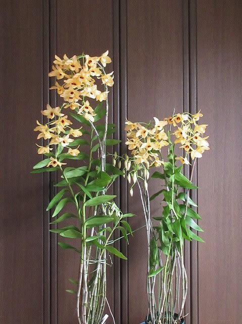 洋ラン 洋蘭 原種 デンドロビューム Den. amethystoglossum