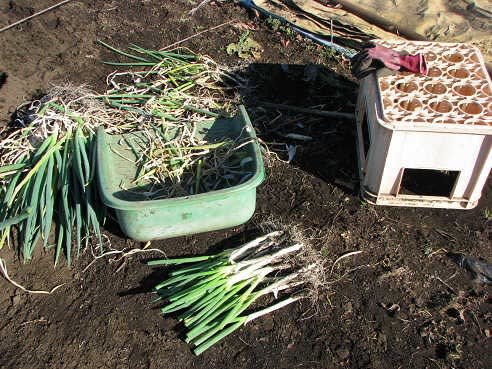 株ネギ(分蘖ネギ)を45ヶ所に植えつけました。 - 畑・畑・畑