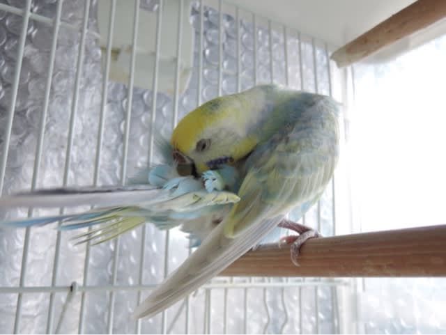 1413 ペッパー 再び鳥の病院通い １ セキセイインコに乗っ取られた 株式私情 My Stock News