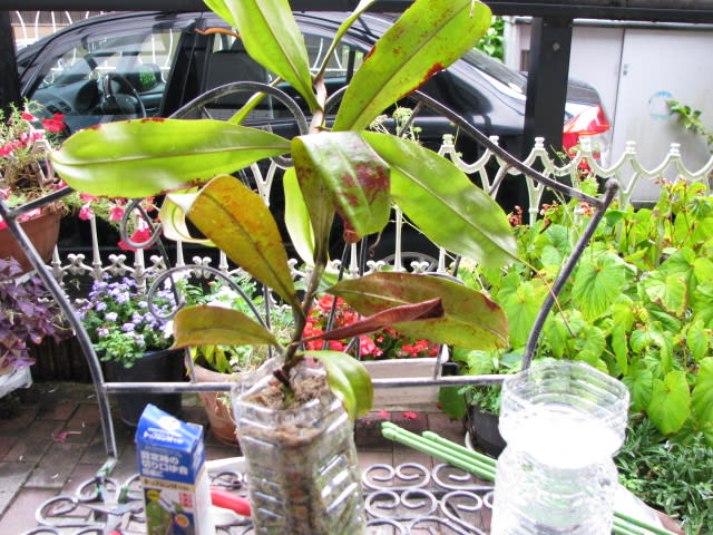 食用ほおずき　挿し穂　挿し木　挿し枝　根なし　ネコポス箱 食用ほおずき挿し穂挿し木挿し枝根なしネコポス箱