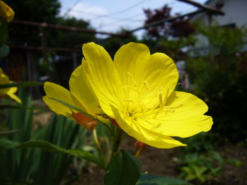 黄色い花たち集合・・・ - いつもiらしく