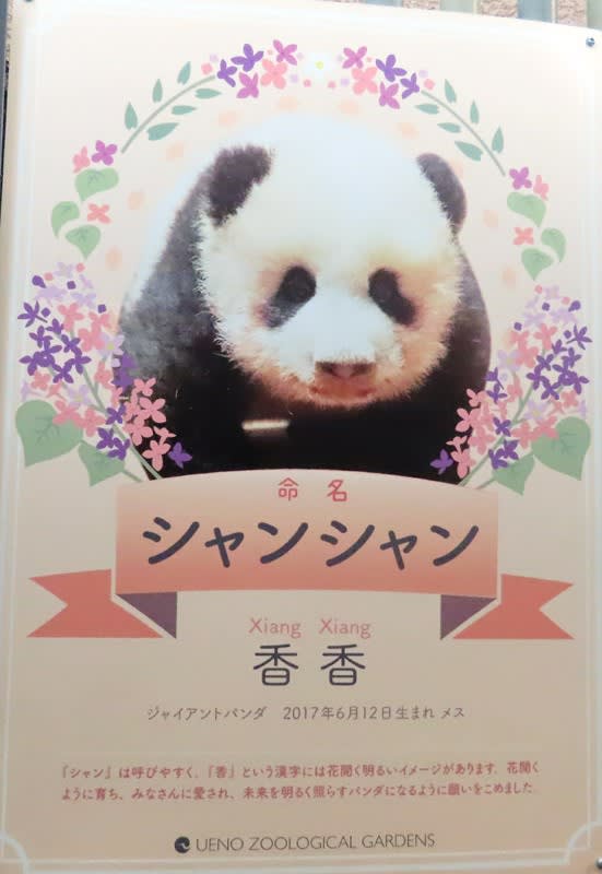 パンダのシャンシャンを見に上野動物園へ 写真で綴るすぎさんのブログ 我孫子発信