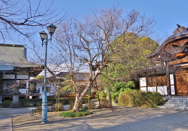 東京都清瀬市、下清戸4丁目長源寺「清瀬の名木・巨木百選No.28
