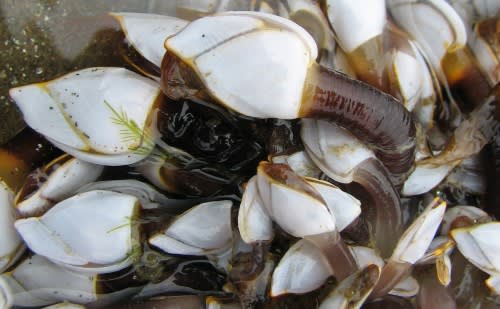 カルエボシ 田中川の生き物調査隊