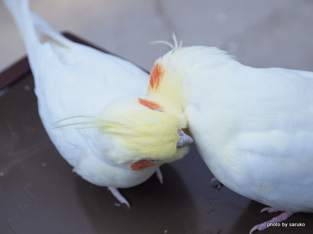 25PFドミ3ちゃん | オカメインコの世界オカメーランド