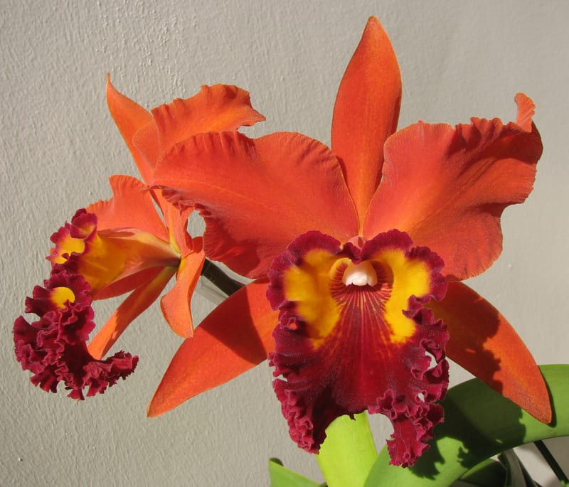 ◇Rlc. Sanuki Suntrap'Miracle Orange' - カトログ ◇Rlc. Sanuki Suntrap'Miracle Orange' - カトログ