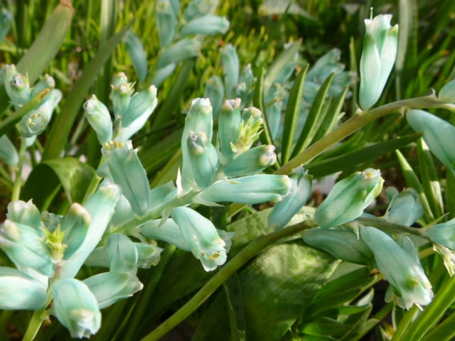 ラケナリアの花 うっｔと植物たち