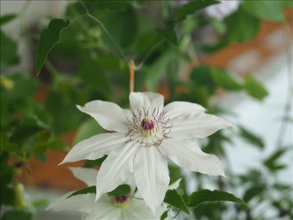 カザグルマ 山野草 原種クレマチス 開花中 ② - メルカリ