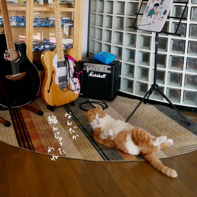 ラグをリメイク - ねこもしゃくしも