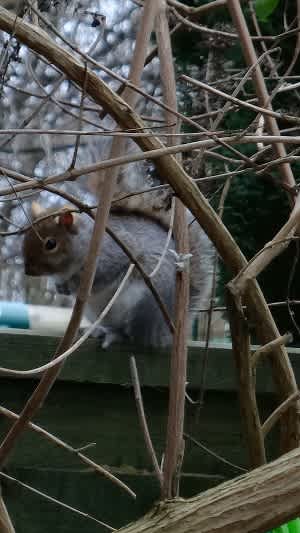 外来種、害獣指定、招かざる客、貪欲、でもかわいい