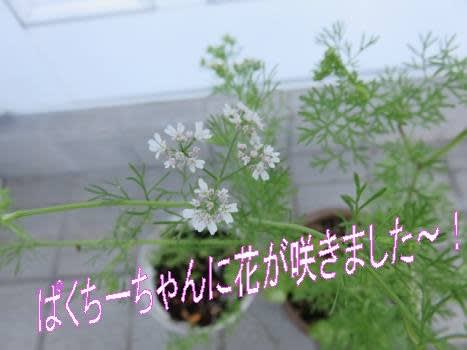 パクチーちゃんの花 拡大画像 小さな見過ごされそうな可憐 プランター土の廃棄 梅雨ゴミ拾い 環境ボランティア いげのやま美化クラブ