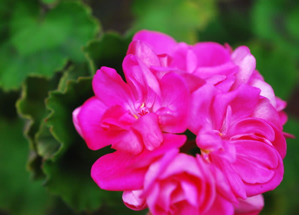145  ＊濃いピンクの可愛い薔薇咲きゼラニウム（ドラゴンクィーン）