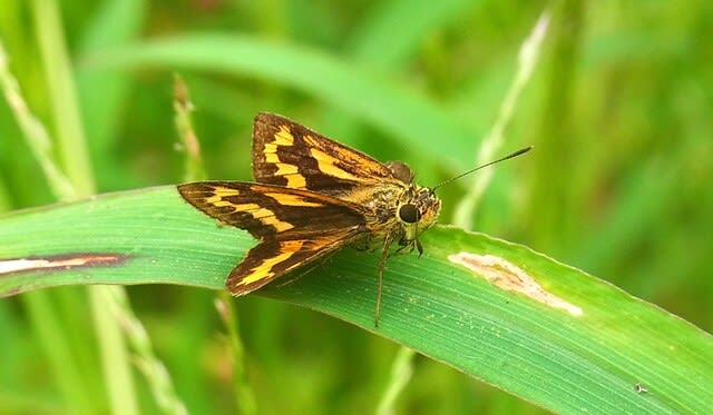 身近なセセリチョウ4種ついでに「せせり考」 - 私魚人（あいう