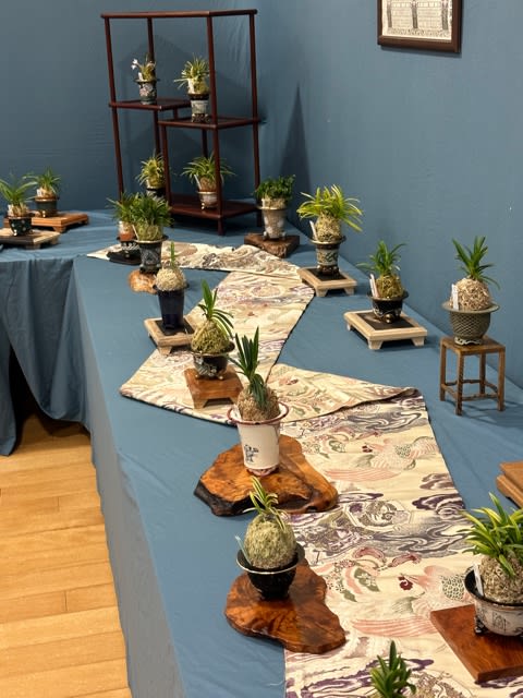 島根富貴蘭会 - 奥深い富貴蘭 島根富貴蘭会 - 奥深い富貴蘭